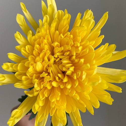 Close-up of a bright yellow chrysanthemum bloom