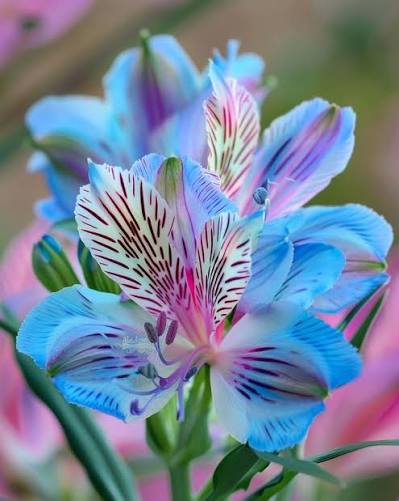 Close-up of blue and pink alstroemeria blooms with dark speckled petals