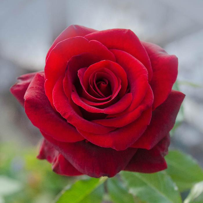Close-up of a deep red rose in bloom